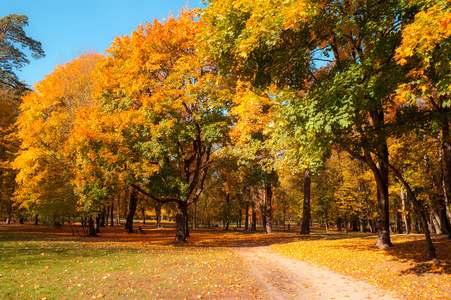 多彩的秋天树叶在公园