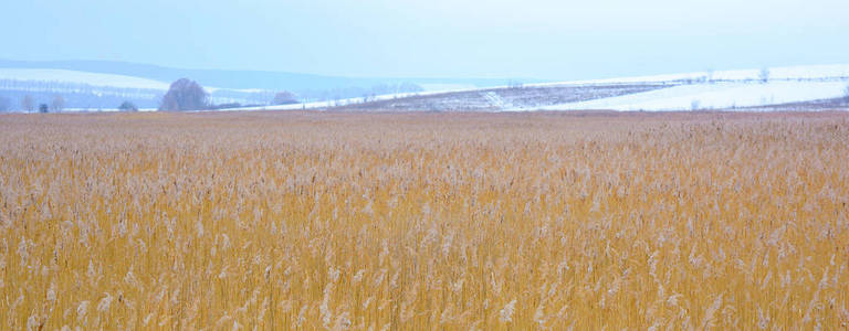 冬天甘蔗与雾的地平线的照片
