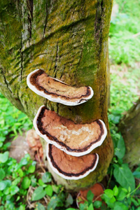 在树皮上生长的落叶的火种蘑菇
