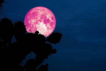 超级粉红色的月亮背面剪影仙人掌在沙漠中, 这个形象的元素由 Nasa 提供