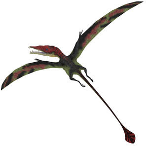 在白色 eudimorphodon