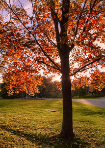 在瑞典哥德堡的一个公共公园里满是秋天颜色的树