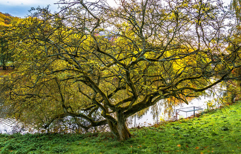 在瑞典哥德堡秋季看到的模式树