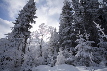 雪域森林