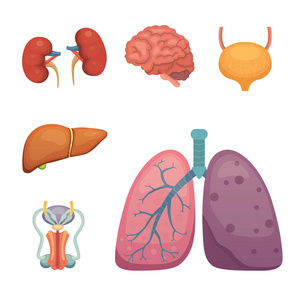 卡通人体器官套。解剖的。生殖系统肺大脑插图