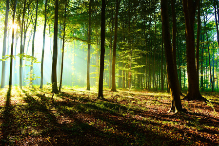 秋天森林里美丽的清晨阳光
