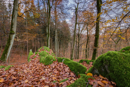 秋季落叶林和苔藓覆盖岩石中的树叶着色