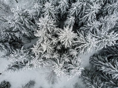 常绿森林中的白雪