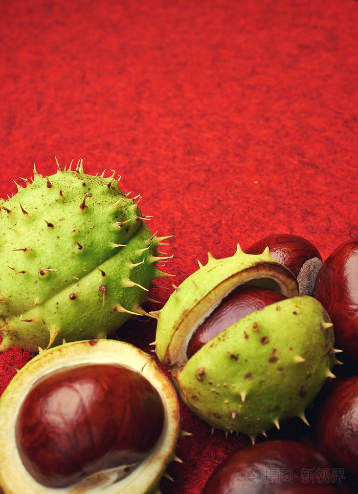 板栗壳上红色背景