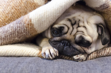 可爱的小狗养殖帕格睡在沙发上裹着毯子