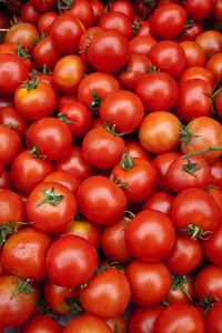 有机番茄作物