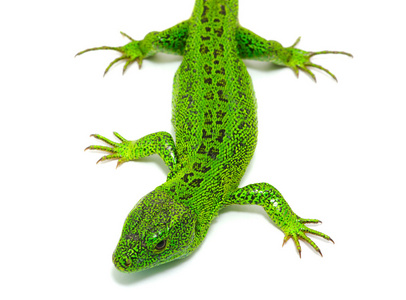 绿色蜥蜴