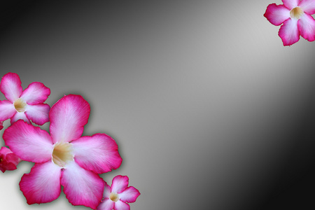 花卉背景。关门的热带花卉粉红色沙漠