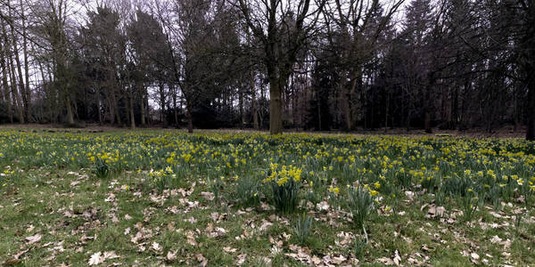 森林中黄水仙的春天, 伊舍, 萨里, 英国