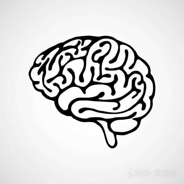 人类的大脑在白色背景上矢量轮廓图