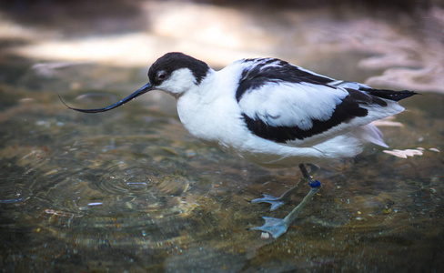 avocet 在池塘中嬉戏的意象