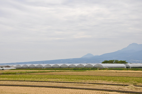 芦笋养殖的谏早，日本
