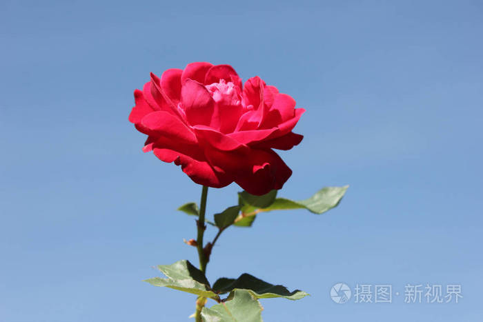 红玫瑰在明亮的蓝天背景美丽的花朵