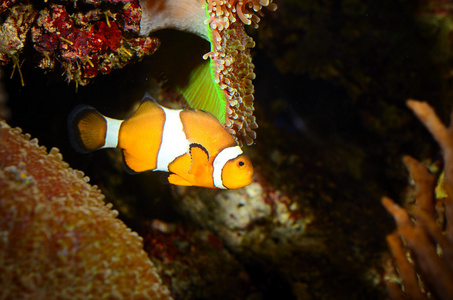 小丑鱼在海洋水族馆