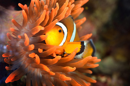 小丑鱼在海洋水族馆