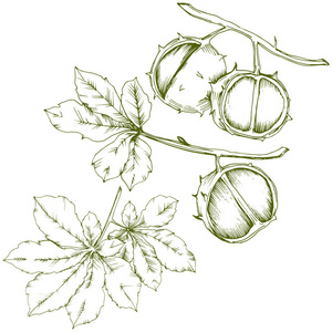 矢量秋栗植物和树叶。叶植物植物园花叶。独立的插图元素。背景纹理包装图案框架或边框的矢量叶