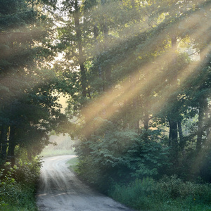 路和光束在强雾的森林