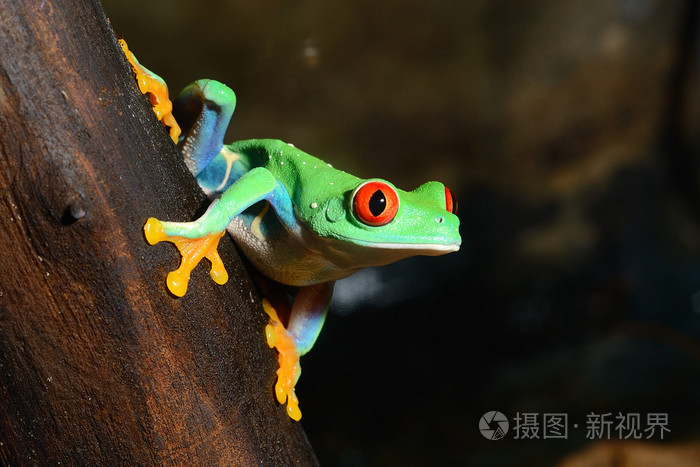 在陆地培养红眼树蛙 agalychnis callidryas