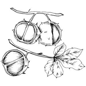 矢量秋栗植物和树叶。叶植物植物园花叶。独立的插图元素。背景纹理包装图案框架或边框的矢量叶