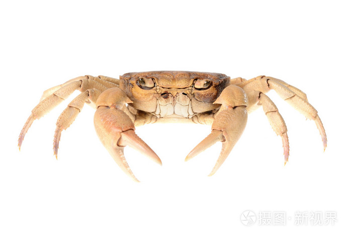 白底河螃蟹 potamon isolared