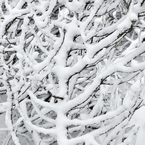 冬季森林覆盖着雪特写