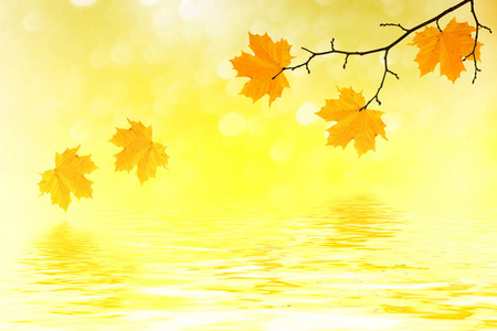 与明亮多彩树叶的秋季景观。印度夏季