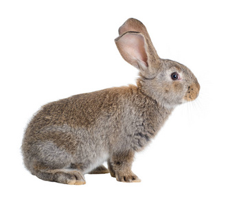 佛兰芒巨人是白色背景的家养兔子的品种。一系列的图像