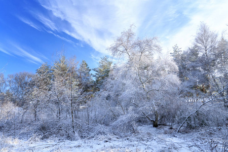 冬天森林树在雪