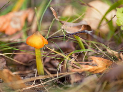 小的有毒蘑菇