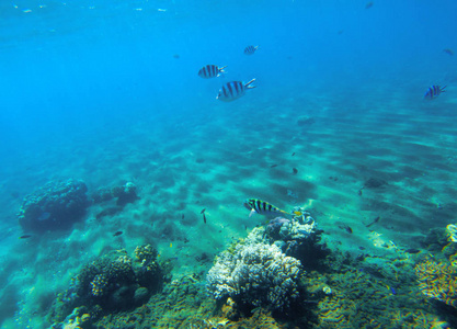 水下景观与珊瑚礁。坚硬的珊瑚形状。珊瑚鱼海底