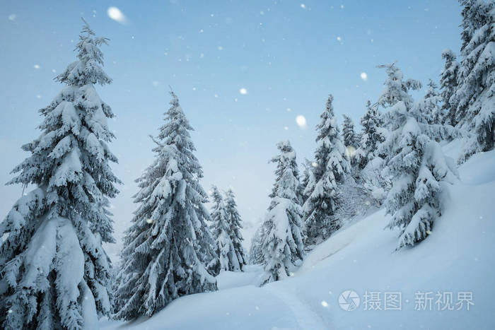 在山森林里下雪的圣诞美景.人行道在雪地里.冬天风景与云杉的树