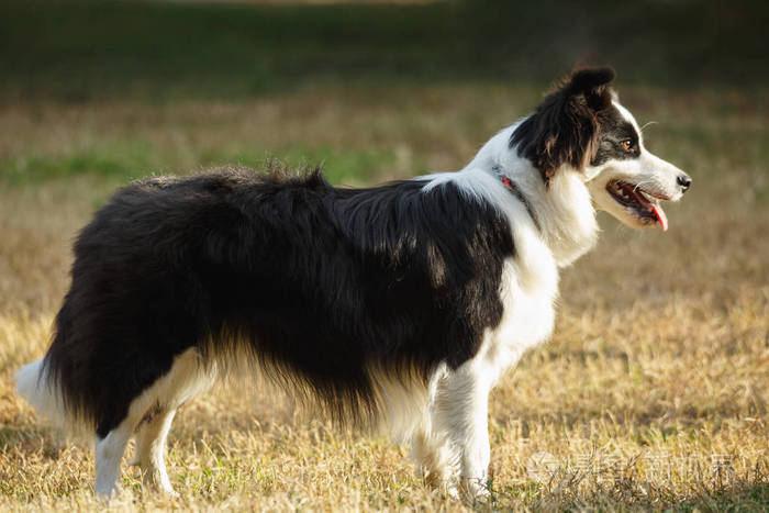 草地上的边境牧羊犬