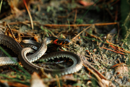草蛇 Natrix Natrix, 有时叫水蛇, 藏在草丛中。不是有毒的蛇, 动物群
