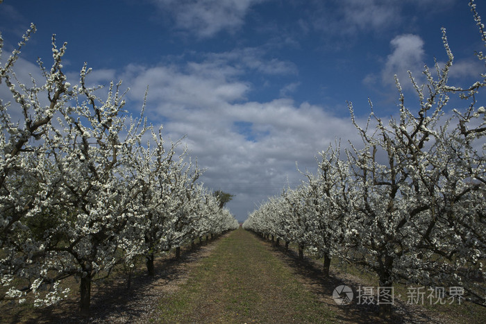 行的杏子树
