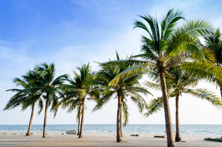 异国情调 美丽和幽静的海滩与棕榈树