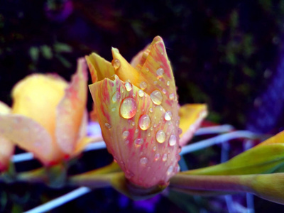 在黄色和粉红色的唐菖蒲花特写镜头滴露