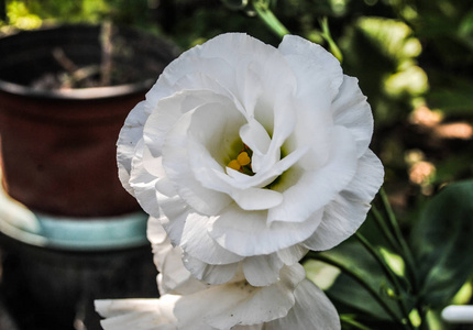 美丽的白色洋花。照片适合花卉和植物的故事