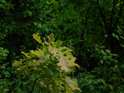 落叶森林中的年轻橡树。叶子在露水滴