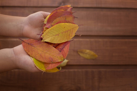 明亮的红色黄色秋天干燥在婴孩的手在木背景