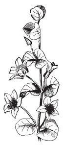 一幅画显示了腋花。腋花出现散落在茎, 复古线条画或雕刻插图