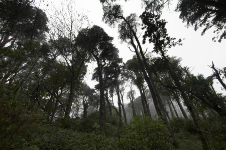 森林公园的美丽风景图片