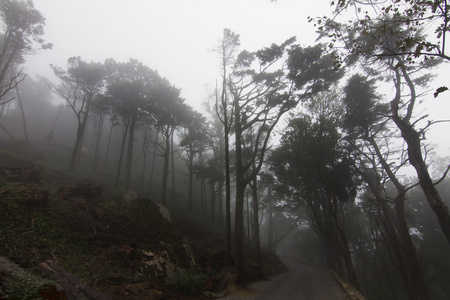 森林公园的美丽风景图片