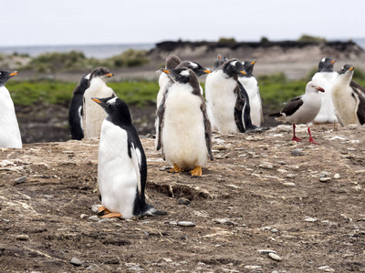 Pygoscelis 巴布亚企鹅的巢状殖民地, 在海狮岛, 福克兰群岛, 马尔维纳斯群岛