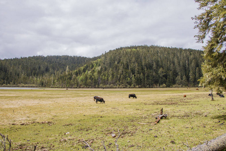 Pudacuo 国家公园牦牛食草自然观