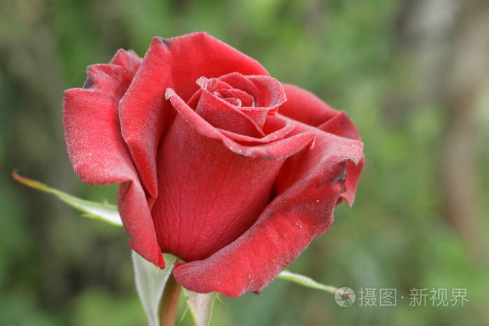 红玫瑰.乌克兰西部的性质.花从花园装饰
